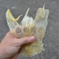 海煌北海**小号芒鱼胶片干货海鲜天然花胶鱼鳔鱼肚滋补餐馆宴席
